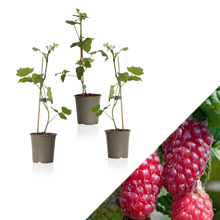 Taybeere (Rubus Fruticosus X Idaeus Tayberry) - Nachhaltige Zimmerpflanzen kaufen Botanicly Foto 1