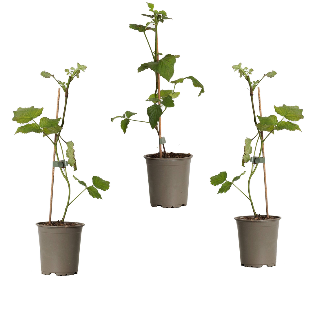 Taybeere (Rubus Fruticosus X Idaeus Tayberry) - Nachhaltige Zimmerpflanzen kaufen Botanicly Foto 3