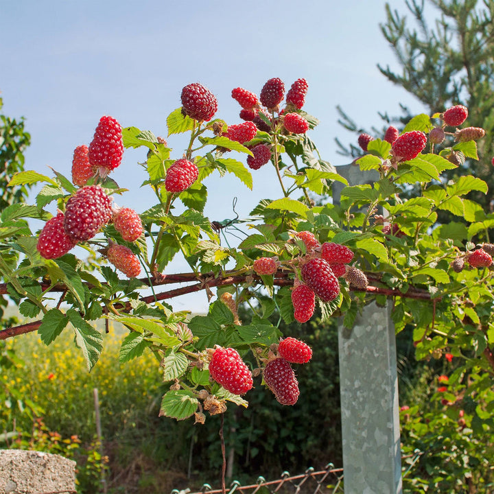 Taybeere (Rubus Fruticosus X Idaeus Tayberry) - Nachhaltige Zimmerpflanzen kaufen Botanicly Foto 7