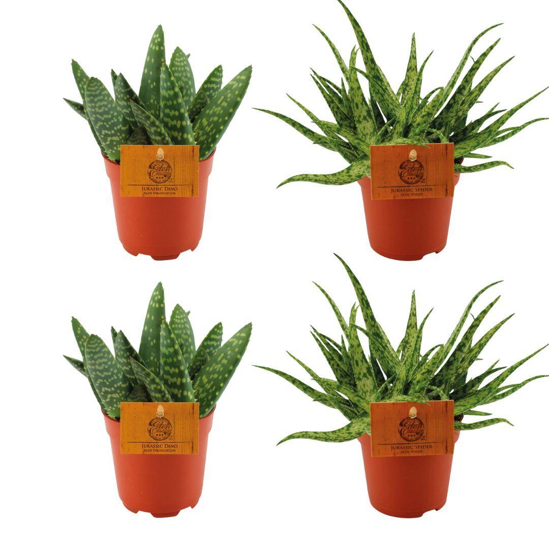 2x Aloe Paradisicum + 2x  Aloe Spider - 4 stuks - Ø10.5cm - ↕10cm