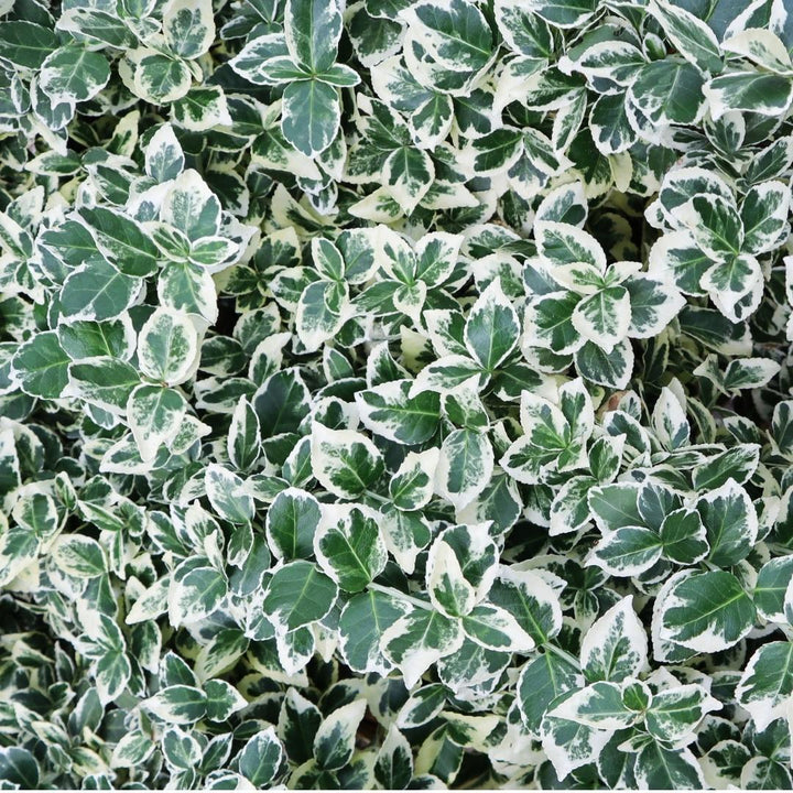 1 Meter Bunte Spindelstrauch Hecke - Euonymus fortunei 'Emerald Gaiety' - Pflanzenset mit 6 winterharten Heckenpflanzen - Immergrüne Hecke - Direkt von der Gärtnerei geliefert