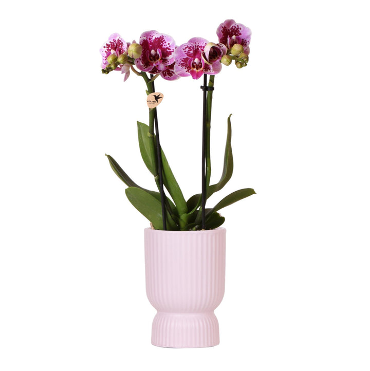 rosa lila Phalaenopsis Orchidee - El Salvador + Diabolo pink - Topfgröße Ø9cm | blühende Zimmerpflanze - frisch vom Züchter