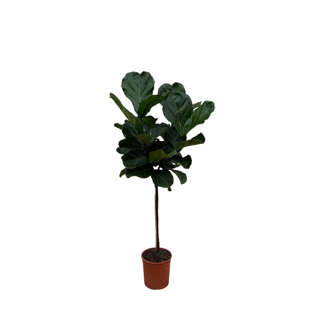 Ficus Lyrata stam - 130 cm - ø24