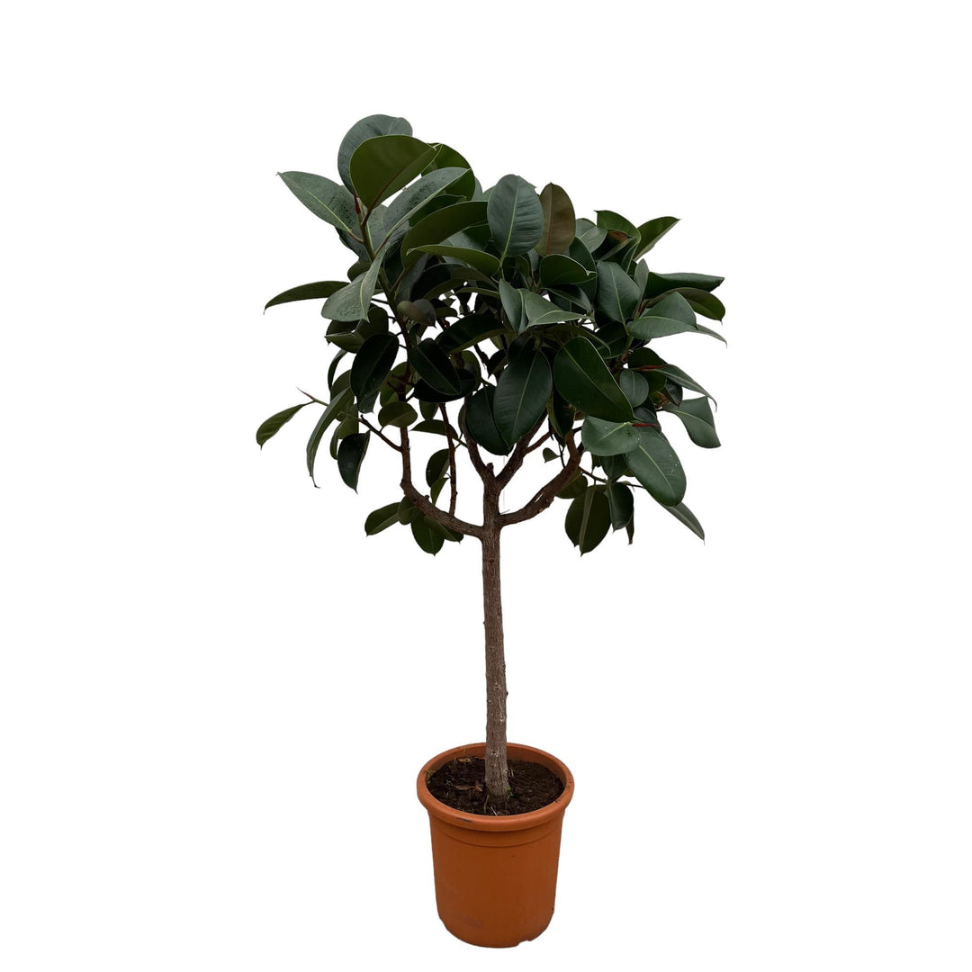 Ficus Elastica Robusta op stam - 180 cm - ø30