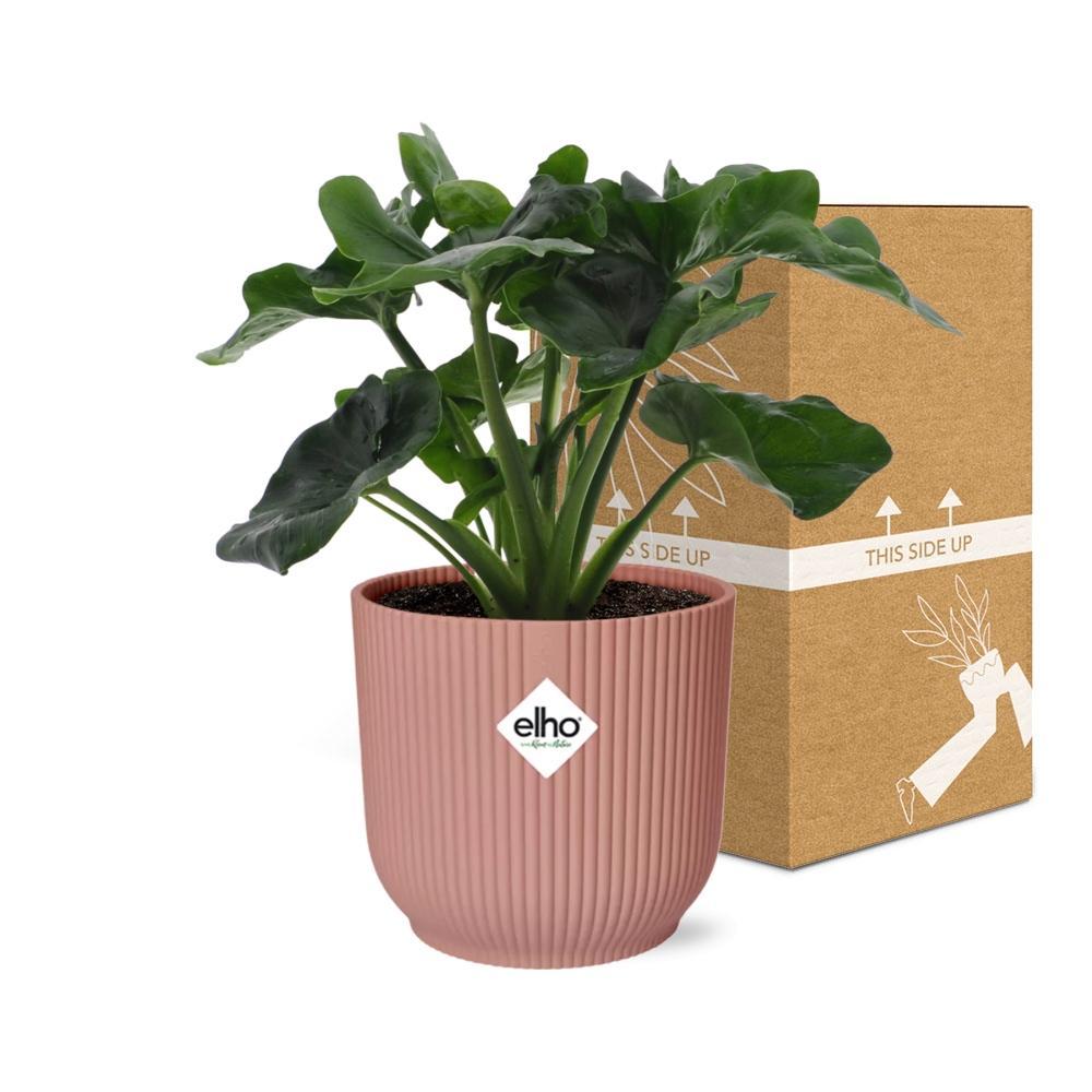 Philodendron Atom in ELHO Vibes Fold 14cm roze