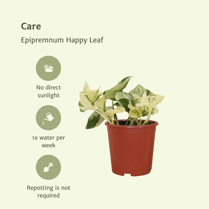 4x Epipremnum Happy Leaf - Scindapsus - 15cm - ø12
