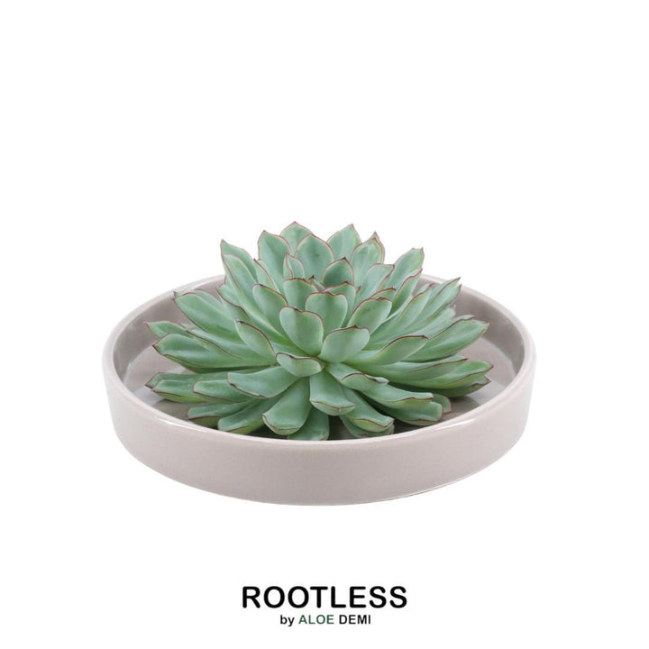 ROOTLESS Succulent Echeveria Pulidonis in Schale 'taupe' Ø20 cm - ↕5 cm