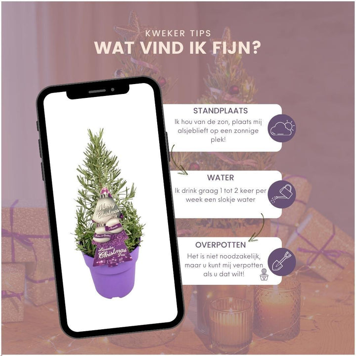 Echte Lavendel Weihnachtsbaum - 15 cm Ø - 40-50 cm ↨