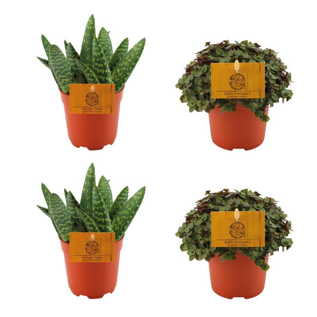 2x Aloe Paradisicum + 2x  Callisia Turtle - 4 stuks - Ø10.5cm - ↕10cm