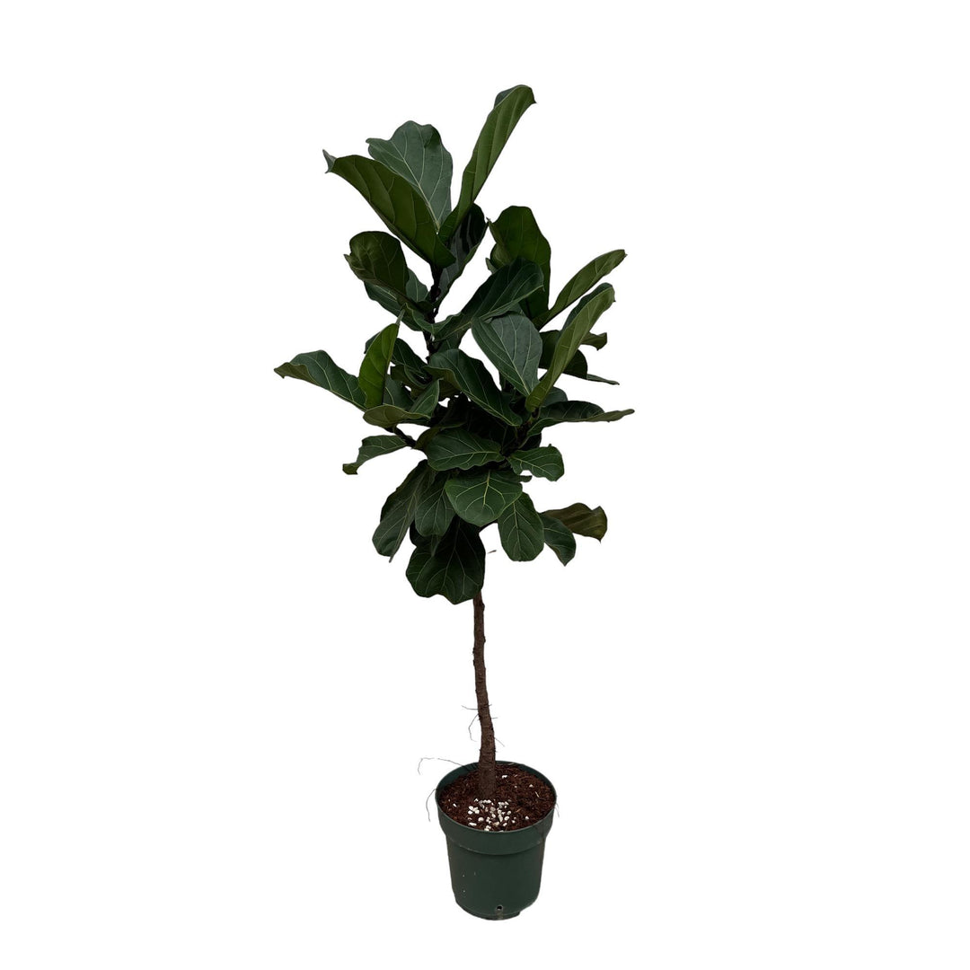 Ficus Lyrata stam - 160 cm - Ø27