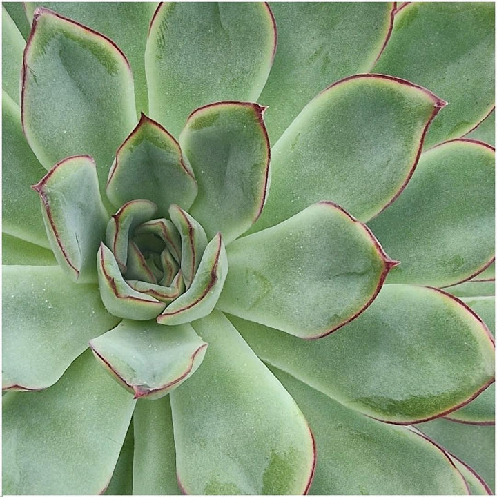ROOTLESS Succulent Echeveria Pulidonis in Schale 'taupe' Ø20 cm - ↕5 cm