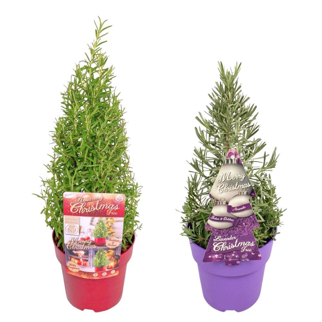Set mit 2 duftenden Weihnachtsbäumen - Rosmarin & Lavendel - Ø15 cm ↨ 40-50 cm