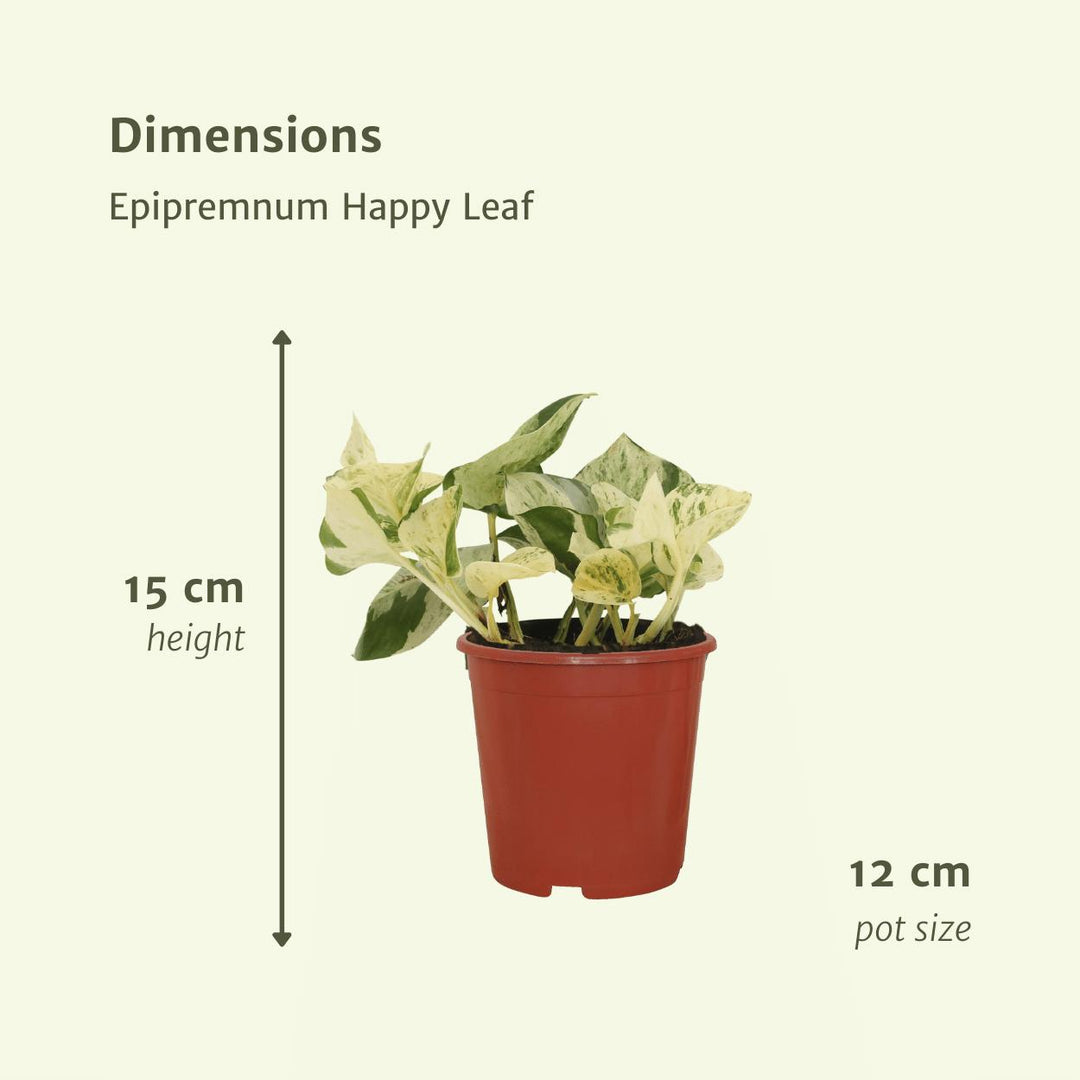 4x Epipremnum Happy Leaf - Scindapsus - 15cm - ø12