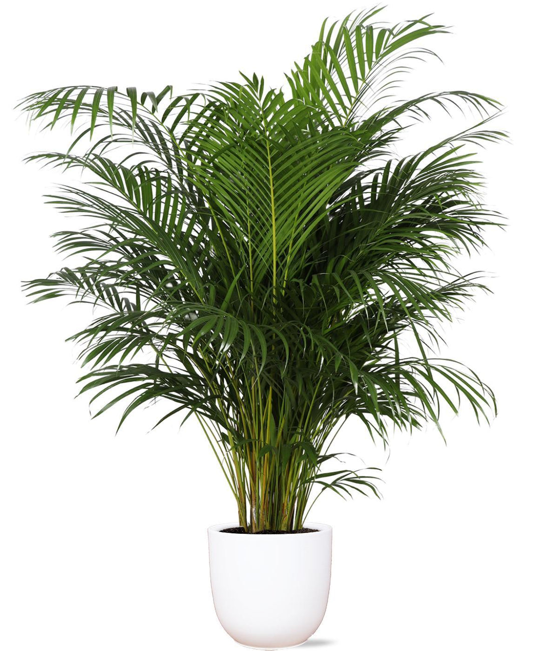 Dypsis Lutescens (Areca Palm) Ø27cm ↕160cm in Boule WIT pot