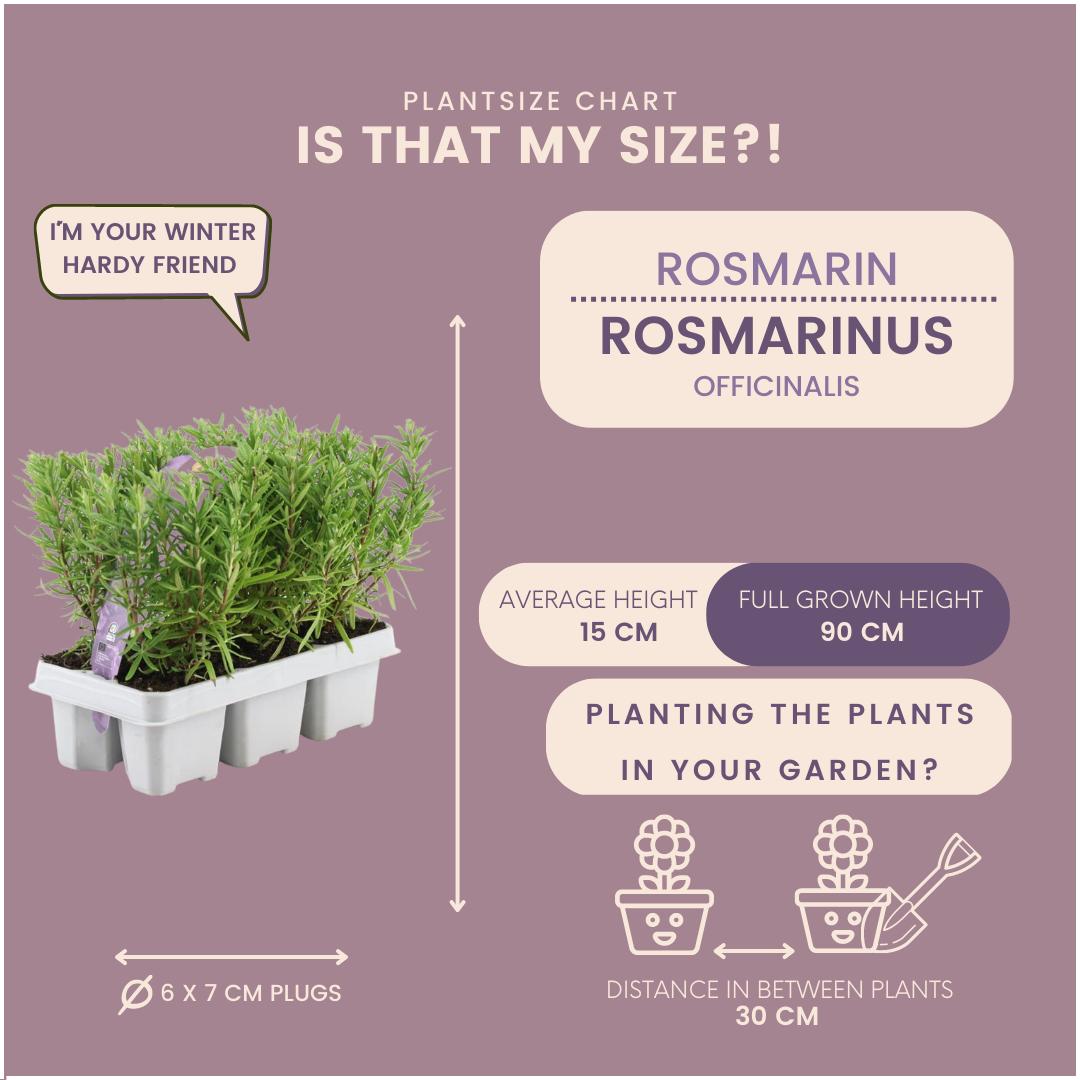 8 x 6 pack Rosmarinus officinalis - 48 x Ø7 cm - ↕25 cm