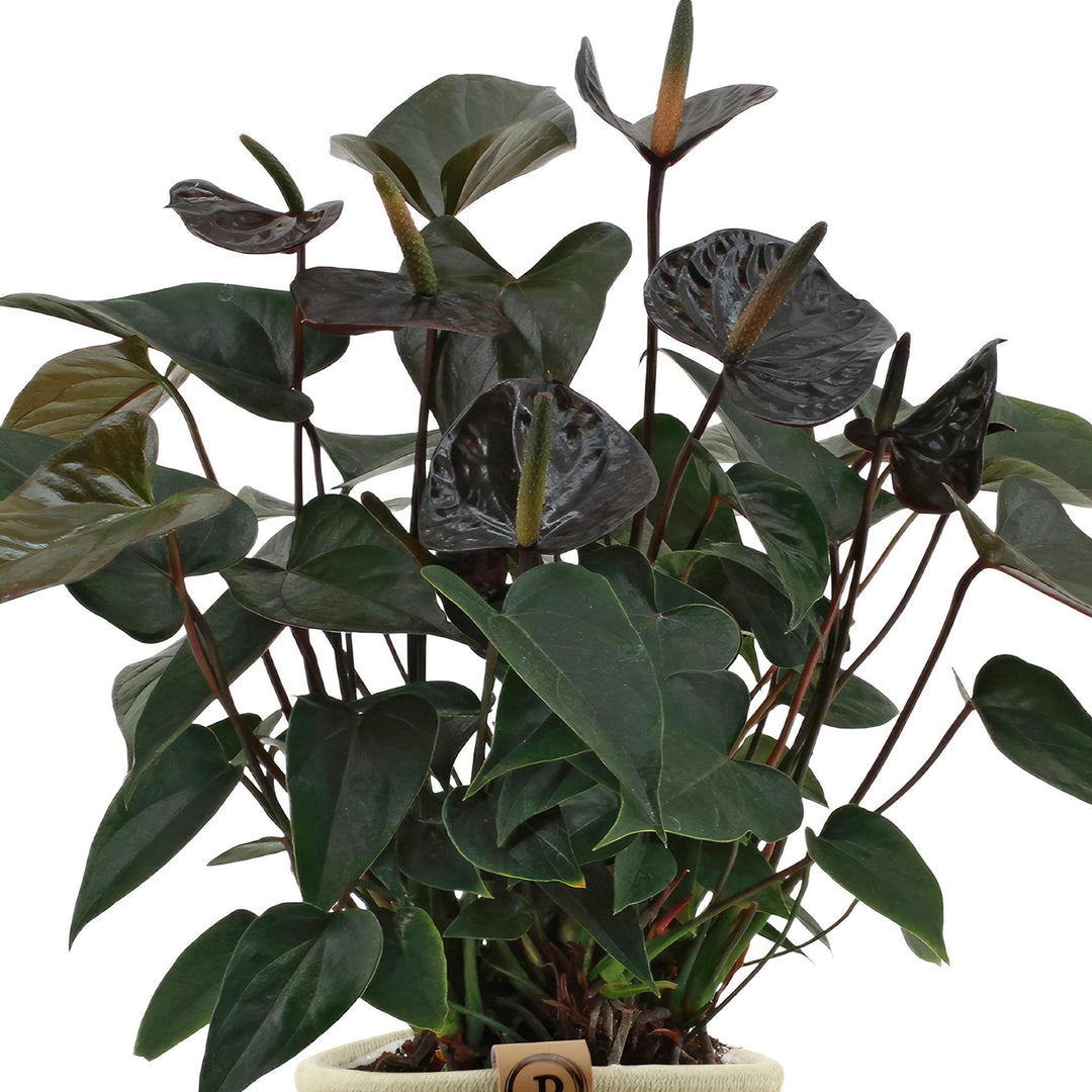 Anthurium andreanum Black Love incl. PURE mand - 45cm - Ø12