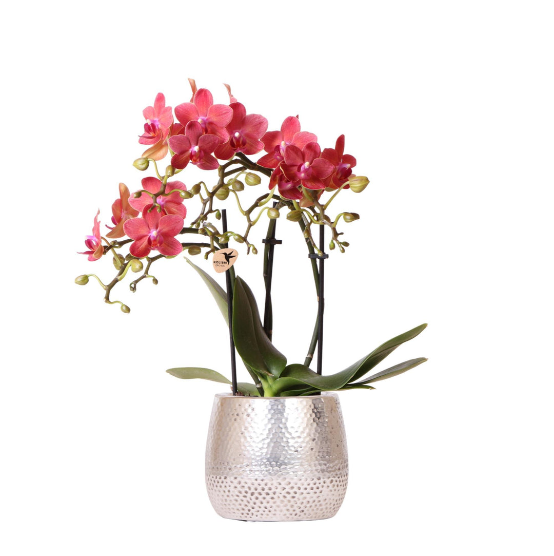 rote Phalaenopsis Orchidee - Congo + Elite Topf silber - Topfgröße Ø9cm - 40cm hoch | blühende Zimmerpflanze im Blumentopf - frisch vom Züchter