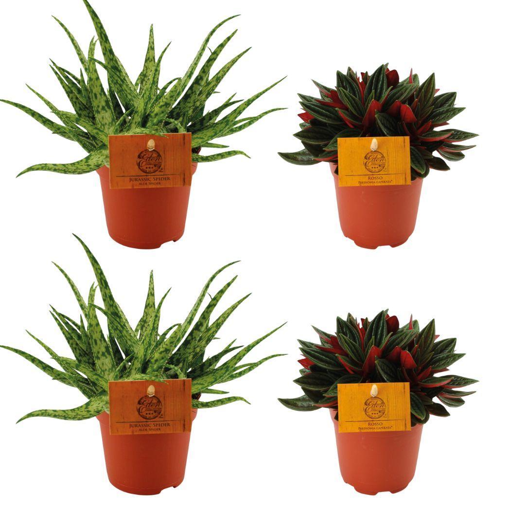2x Aloe Spider + 2x Peperomia Rosso - 4 stuks - Ø10.5cm - ↕10cm