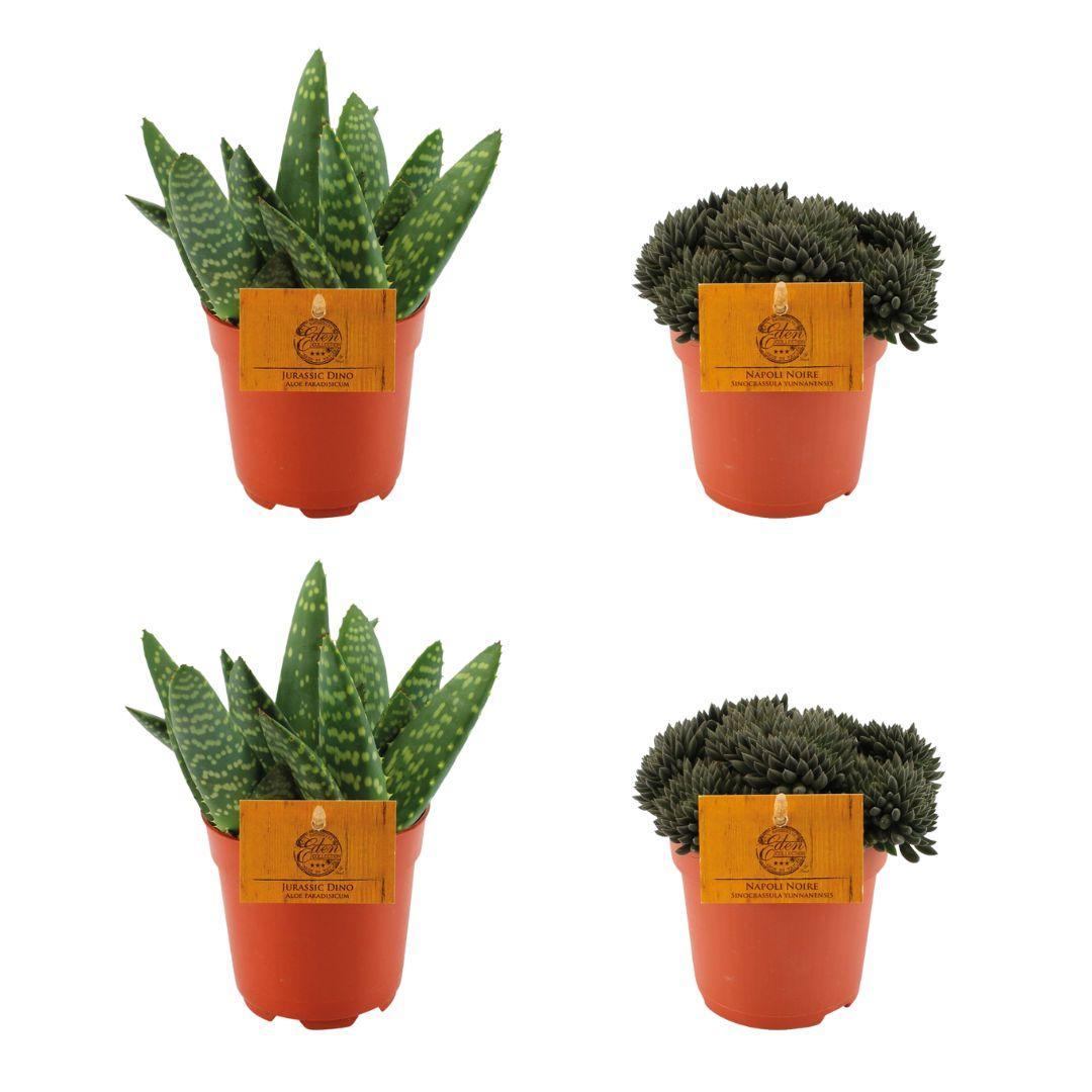 2x Aloe Paradisicum + 2x  Sinocrassula Yunnanensis - 4 stuks - Ø10.5cm - ↕10cm
