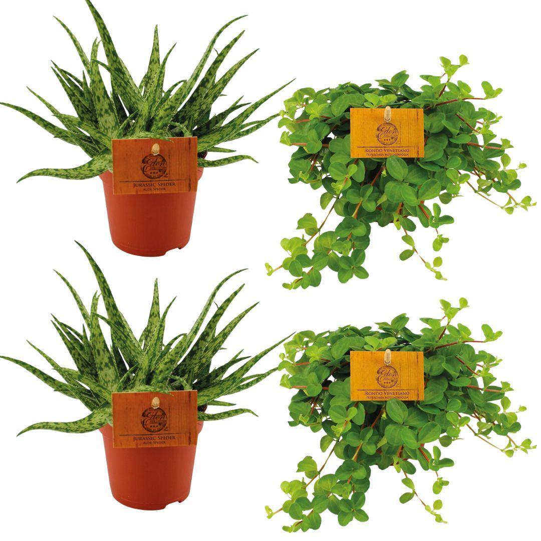2x Aloe Spider + 2x  Peperomia Rotundifolia - 4 stuks - Ø10.5cm - ↕10cm