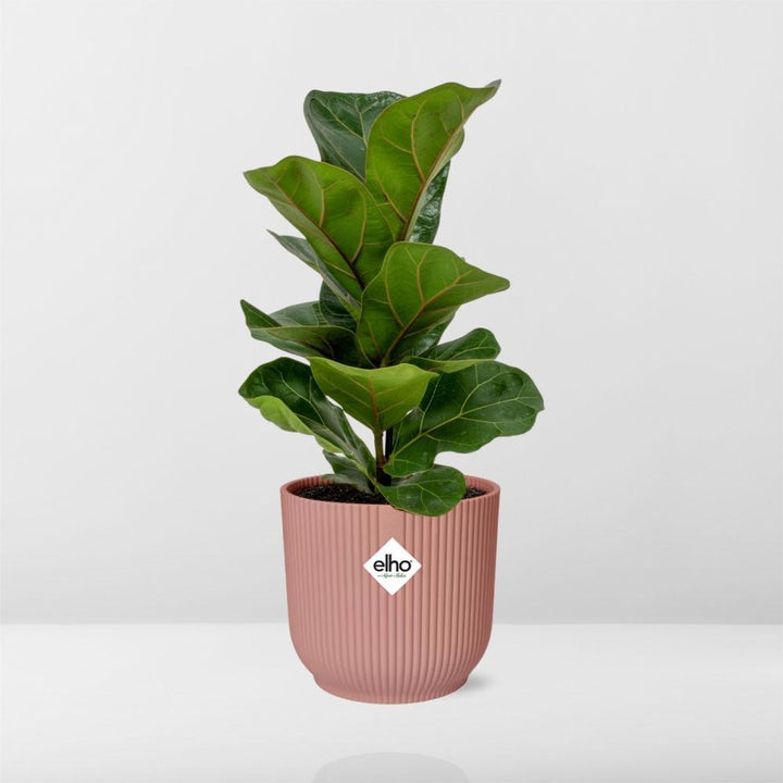 Ficus Lyrata ‘Bambino’ in ELHO Vibes Fold 14cm roze