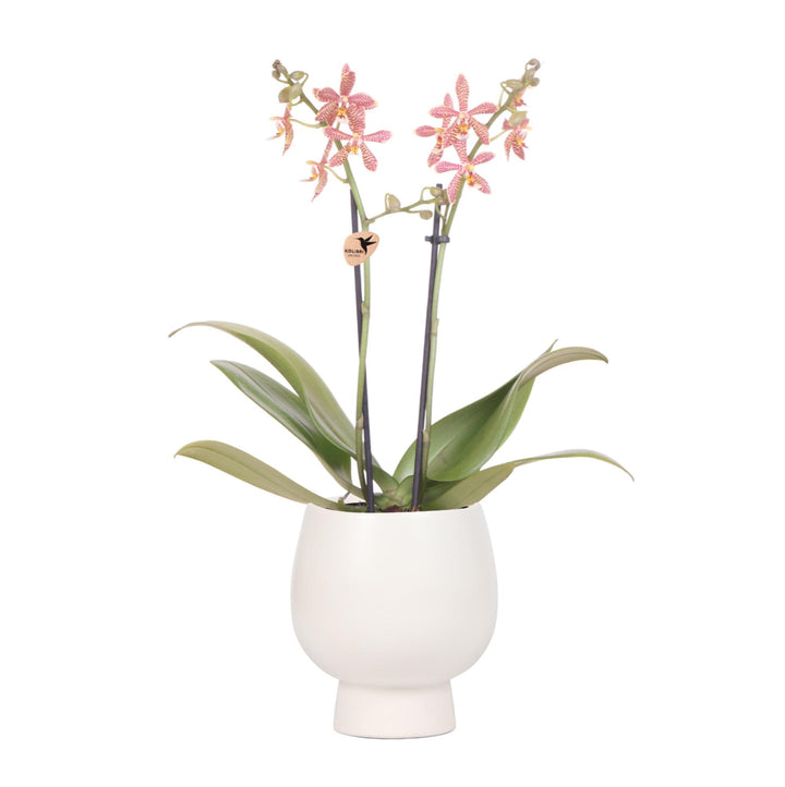 orange Phalaenopsis Orchidee - Spider in Scandic weiß - Topfgröße Ø9cm | blühende Zimmerpflanze - frisch vom Züchter