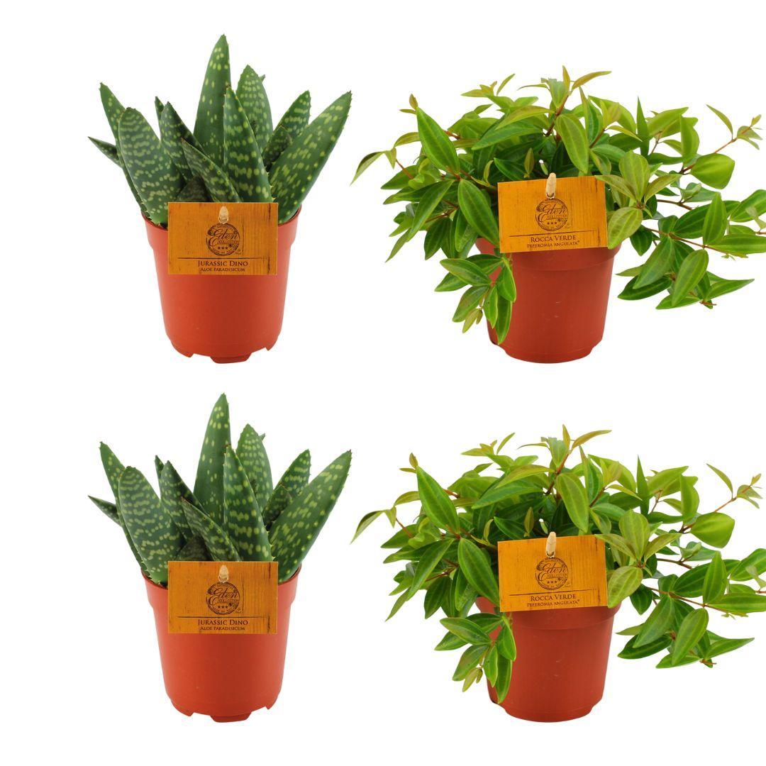 2x Aloe Paradisicum + 2x Peperomia Ang. Rocca Vivace - 4 stuks - Ø10.5cm - ↕10cm