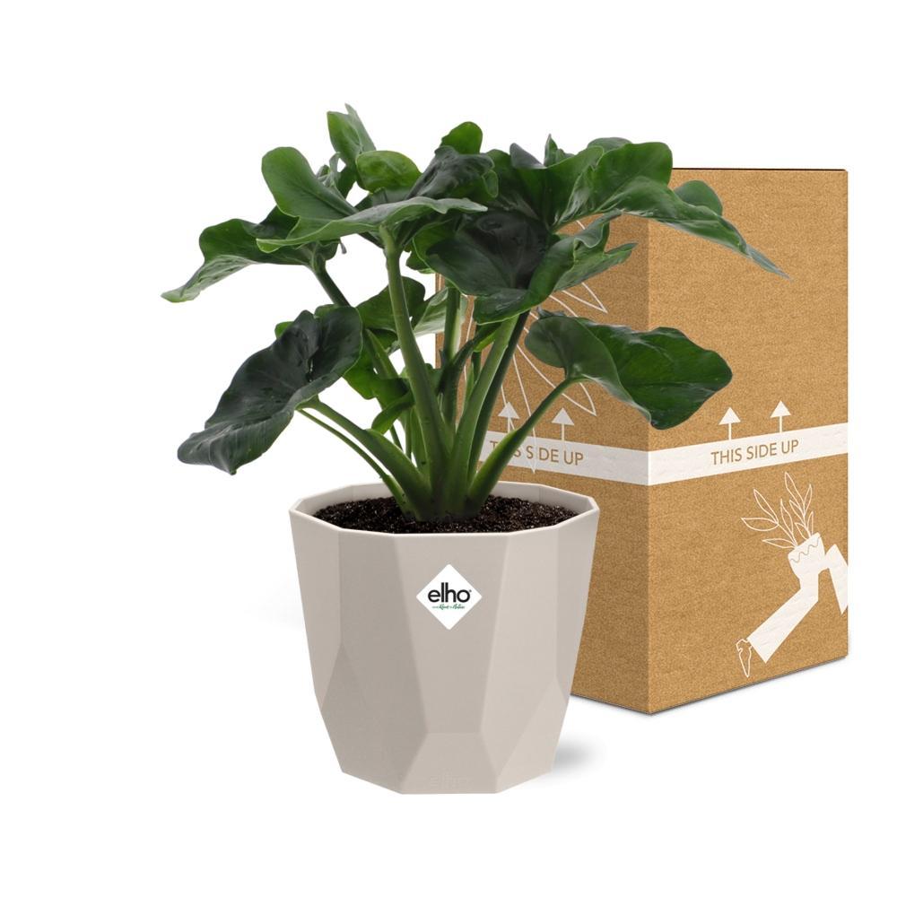Philodendron Atom in ELHO b.for rock 14 cm warm grey