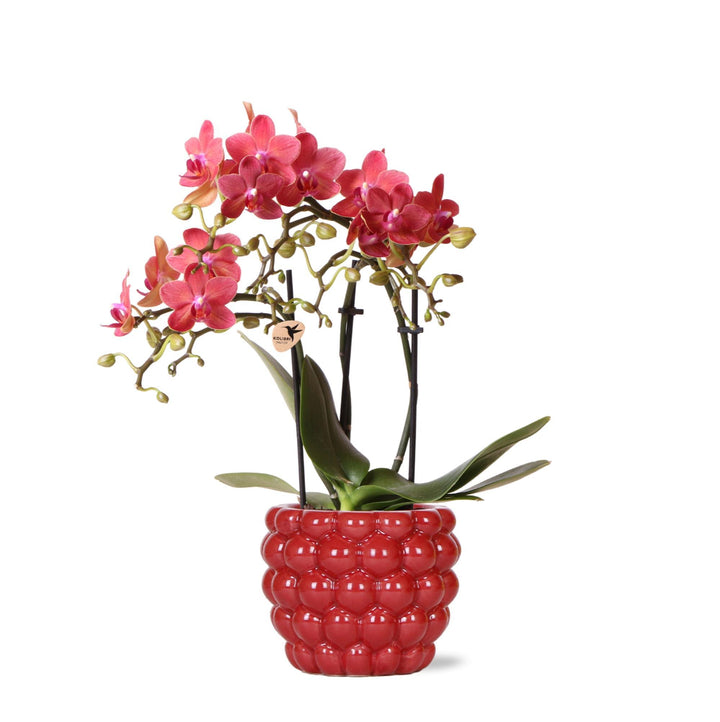 rote Phalaenopsis-Orchidee - Kongo + Beeren-Ziertopf - Topfgröße Ø9cm - 40cm hoch | blühende Zimmerpflanze im Blumentopf - frisch vom Züchter
