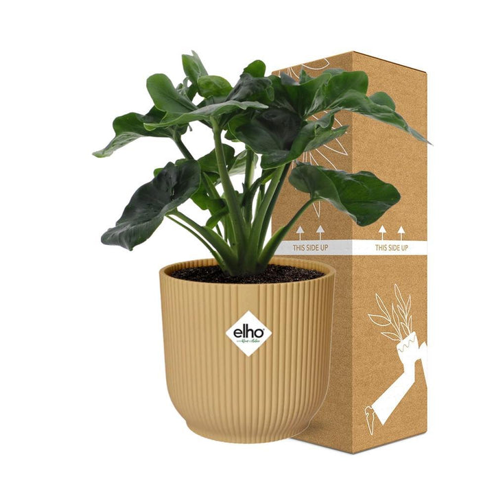 Philodendron Atom in ELHO Vibes Fold 14cm geel