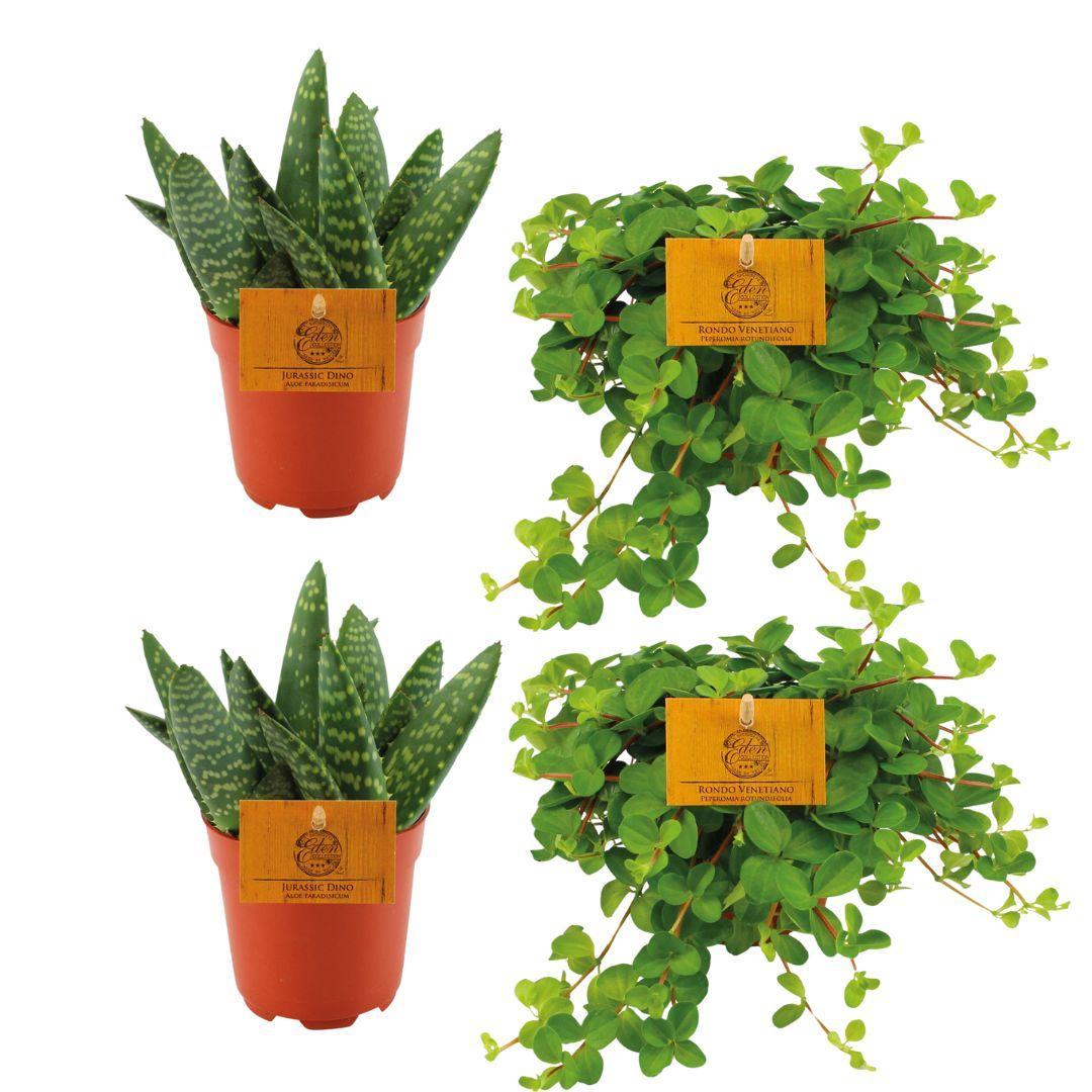 2x Aloe Paradisicum + 2x  Peperomia Rotundifolia - 4 stuks - Ø10.5cm - ↕10cm
