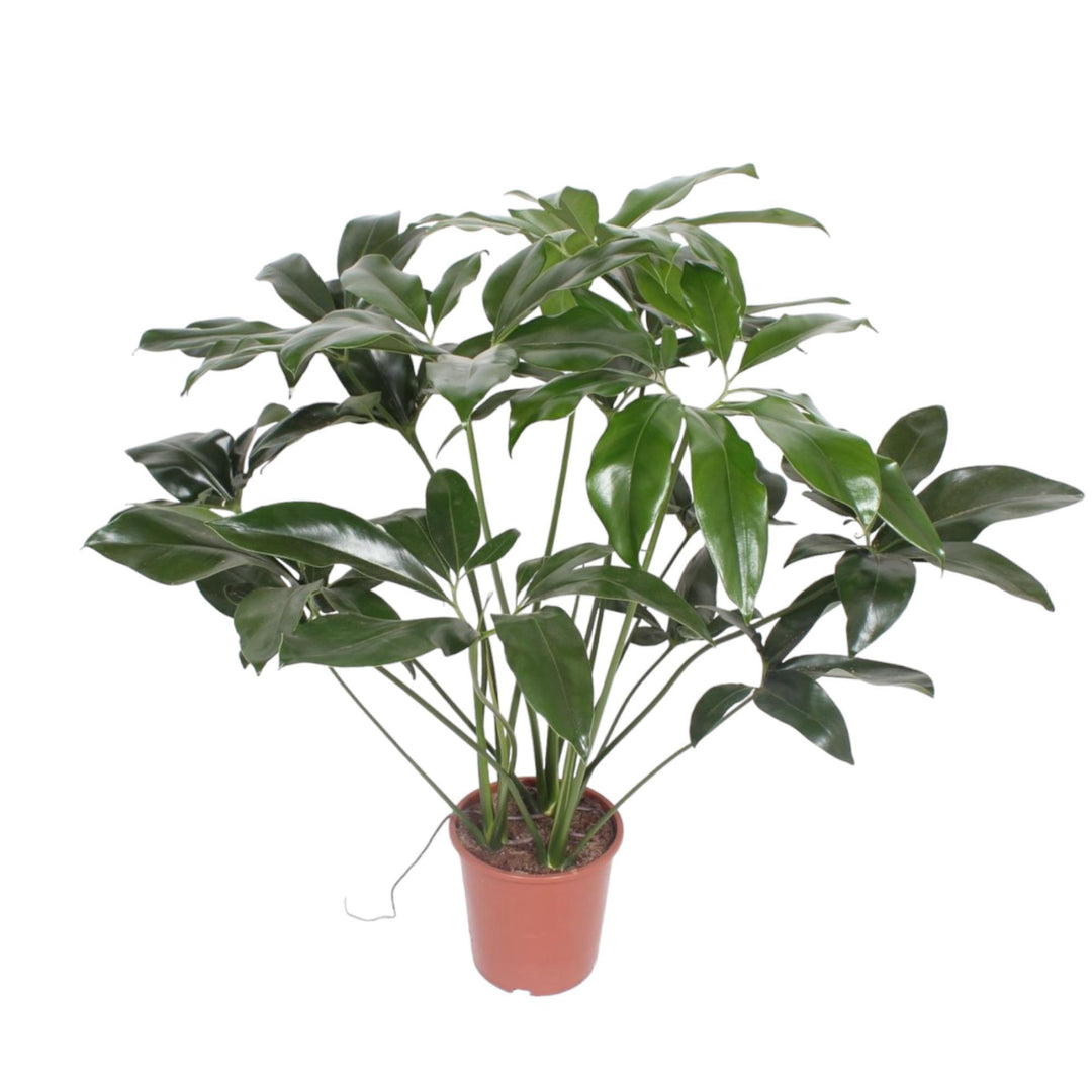 Philodendron Green Wonder - 120 cm - ø27