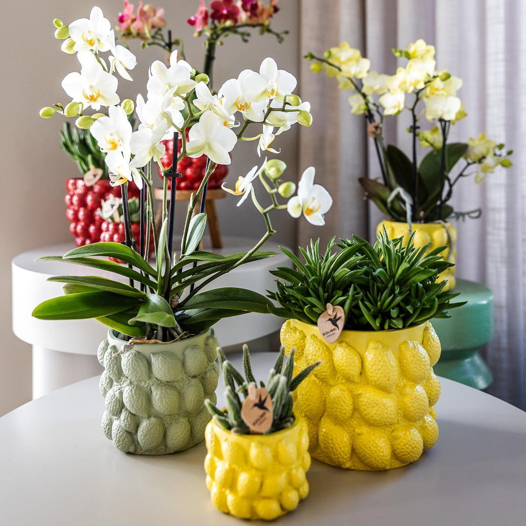 gelbe Phalaenopsis-Orchidee - Mexiko + Citrus-Ziertopf grün - Topfgröße Ø9cm - 40cm hoch | blühende Zimmerpflanze im Blumentopf - frisch vom Züchter