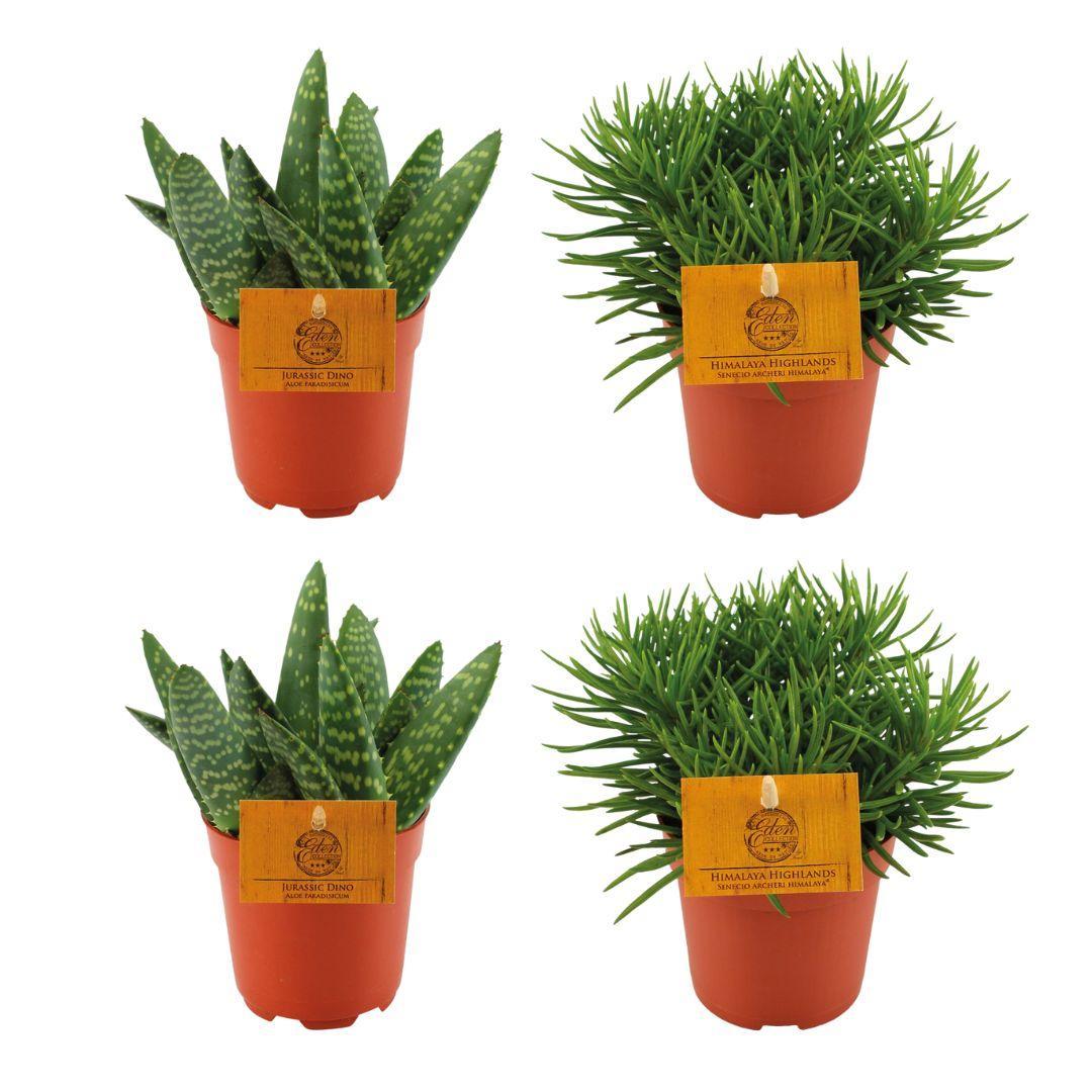 2x Aloe Paradisicum + 2x  Senecio Himalaya - 4 stuks - Ø10.5cm - ↕10cm