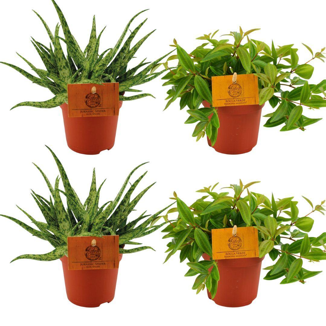 2x Aloe Spider + 2x Peperomia Ang. Rocca Vivace - 4 stuks - Ø10.5cm - ↕10cm