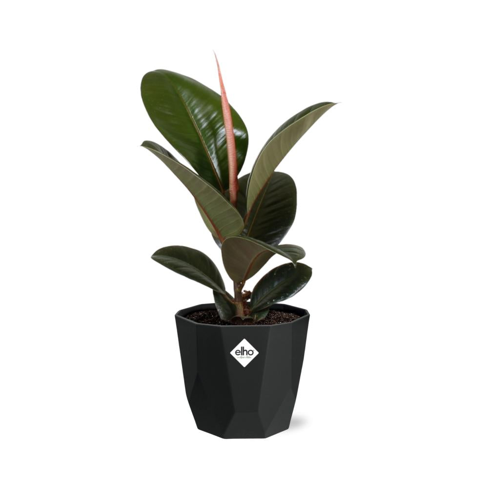 Ficus Elastica ‘Robusta’ in 14cm b.for rock living black
