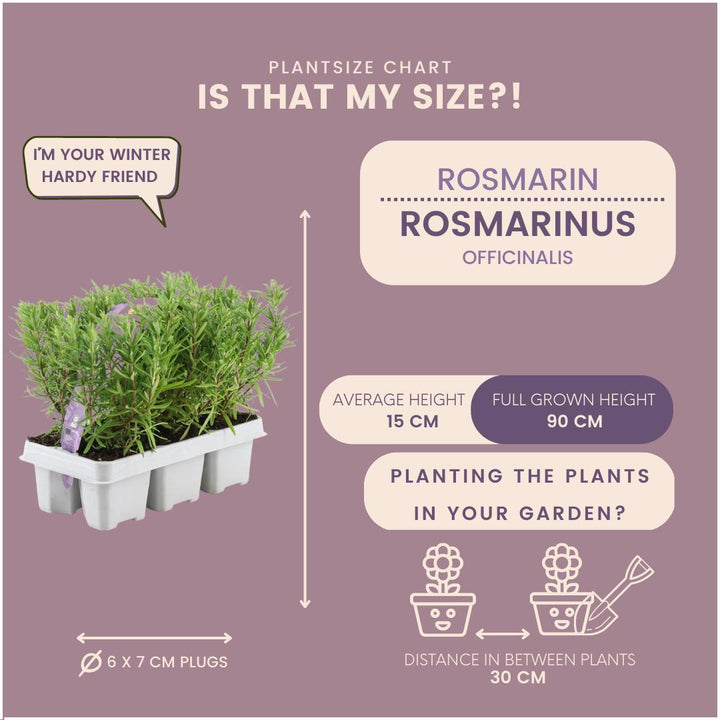 4 x 6 pack Rosmarinus officinalis - 6 x Ø7 cm - ↕25 cm