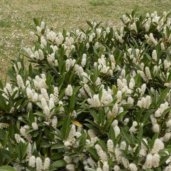 25 Große Kirschlorbeer Pflanzen Herbergii für 10 laufende Meter Hecken | ↨ 100-125 cm im 12 L Topf