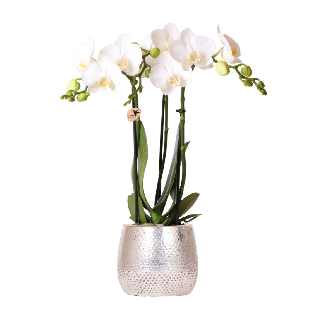 weiße Phalaenopsis Orchidee - Amabilis + Elite Topf silber- Topfgröße Ø9cm - 35cm hoch | blühende Zimmerpflanze - frisch vom Züchter