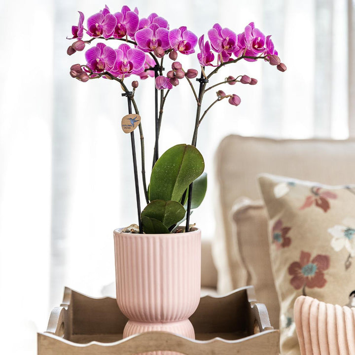 rosa lila Phalaenopsis Orchidee - El Salvador + Diabolo pink - Topfgröße Ø9cm | blühende Zimmerpflanze - frisch vom Züchter
