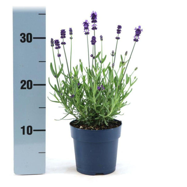 Lavandula angustifolia Felice® - 12 cm pot - Set van 6 Echte Lavendel planten