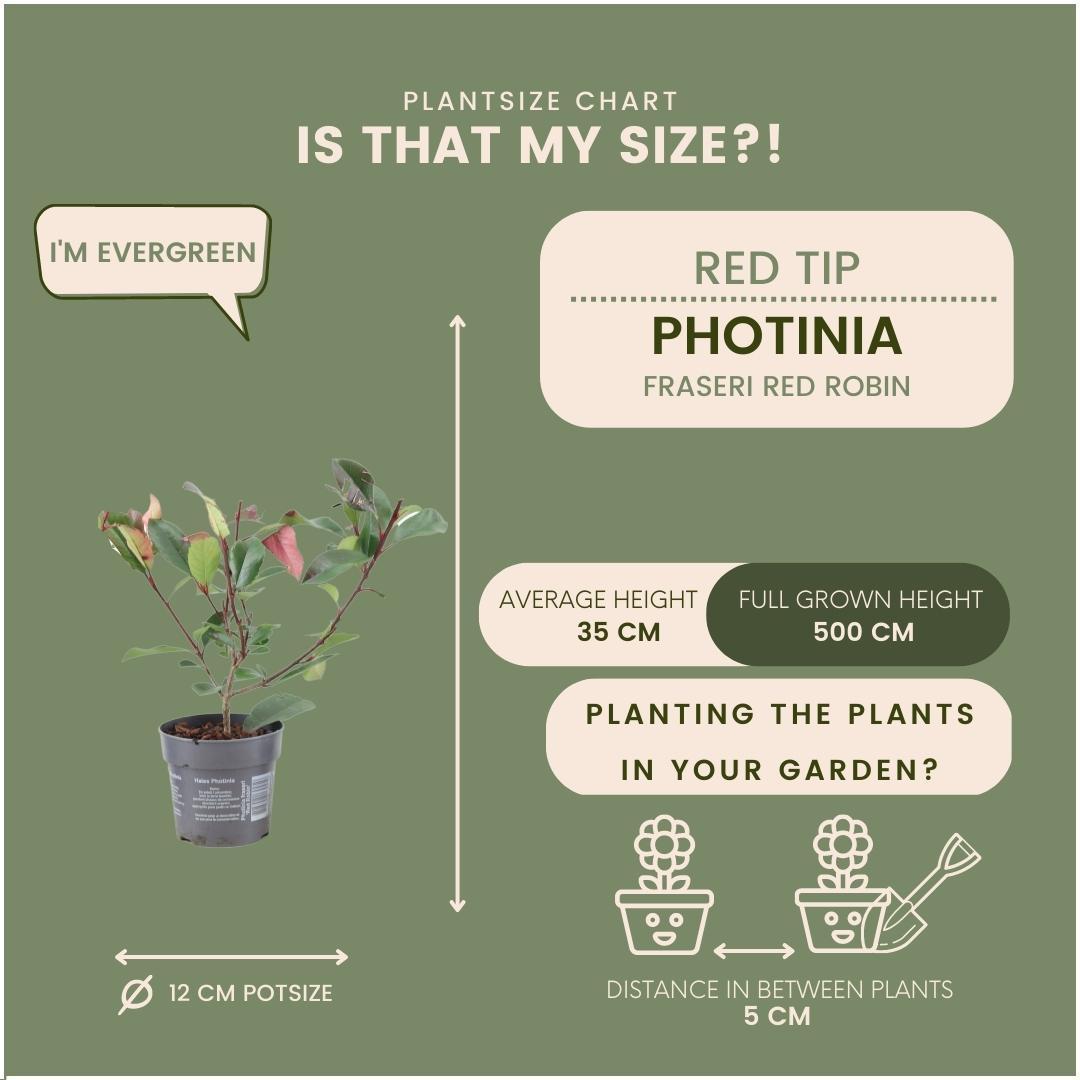 1 Meter Glanzmispel Hecke - Photinia fraseri 'Red Robin' - Pflanzenset mit 6 winterharten Heckenpflanzen - Immergrüne Hecke - Direkt von der Gärtnerei geliefert