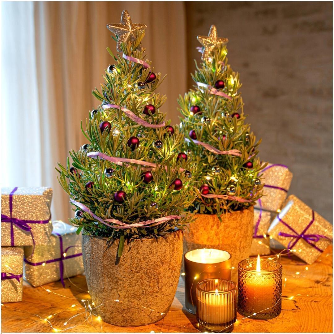 Echte Lavendel Weihnachtsbaum - 15 cm Ø - 40-50 cm ↨