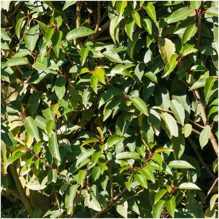 1 Meter Portugiesischer Kirschlorbeer Hecke - Prunus lusitanica 'Angustifolia' - Pflanzenset mit 6 winterharten Heckenpflanzen - Immergrüne Hecke - Direkt von der Gärtnerei geliefert