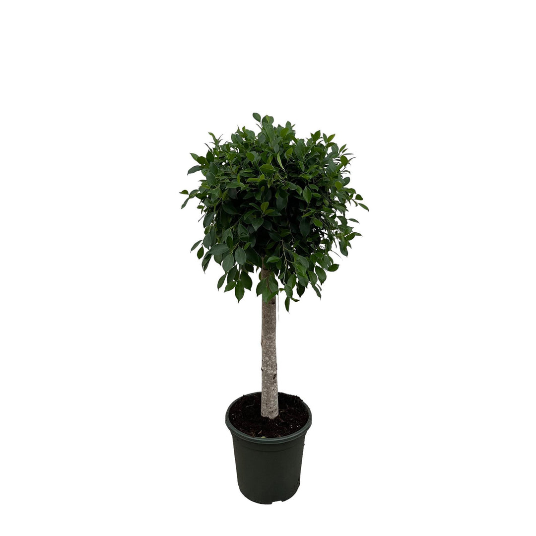 Ficus Nitida op stam - 130 cm - ø30
