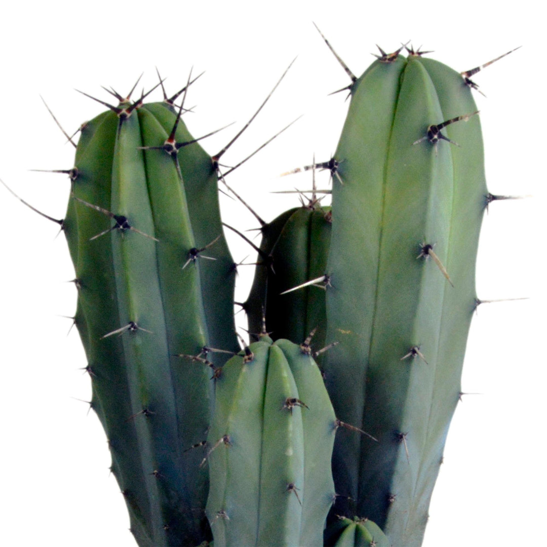 Myrtillocactus-Geometrisierung 17 cm - zonder pot