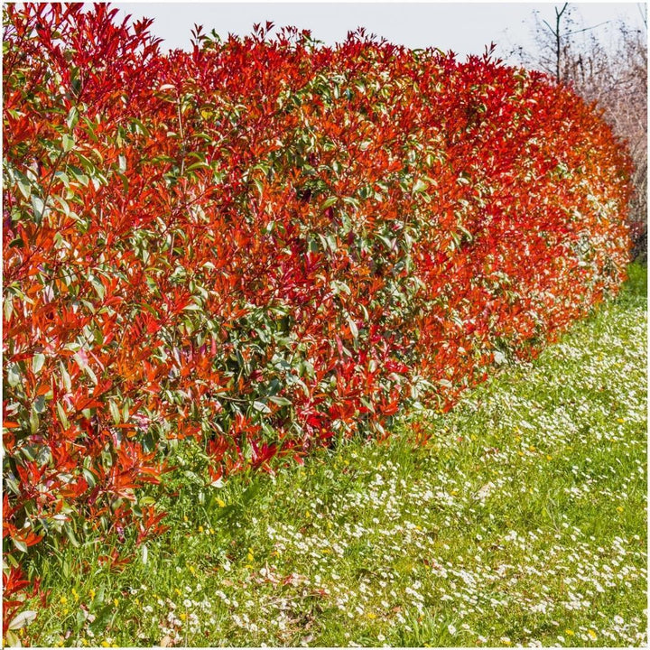 1 Meter Glanzmispel Hecke - Photinia fraseri 'Red Robin' - Pflanzenset mit 6 winterharten Heckenpflanzen - Immergrüne Hecke - Direkt von der Gärtnerei geliefert