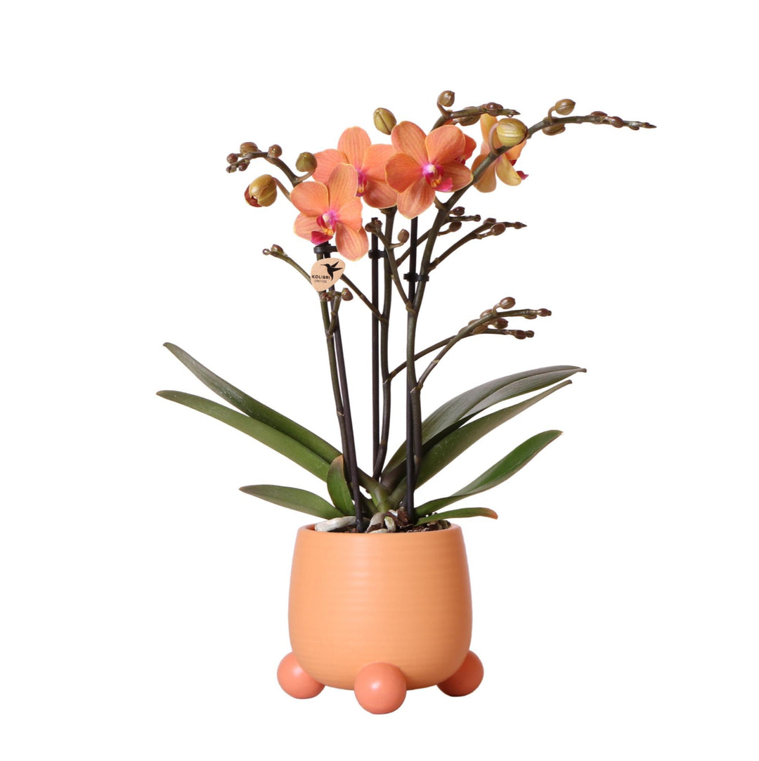 Orange Phalaenopsis Orchidee - Mineral Bolzano + Rolling Peach - Topfgröße Ø9cm | blühende Zimmerpflanze - frisch vom Züchter