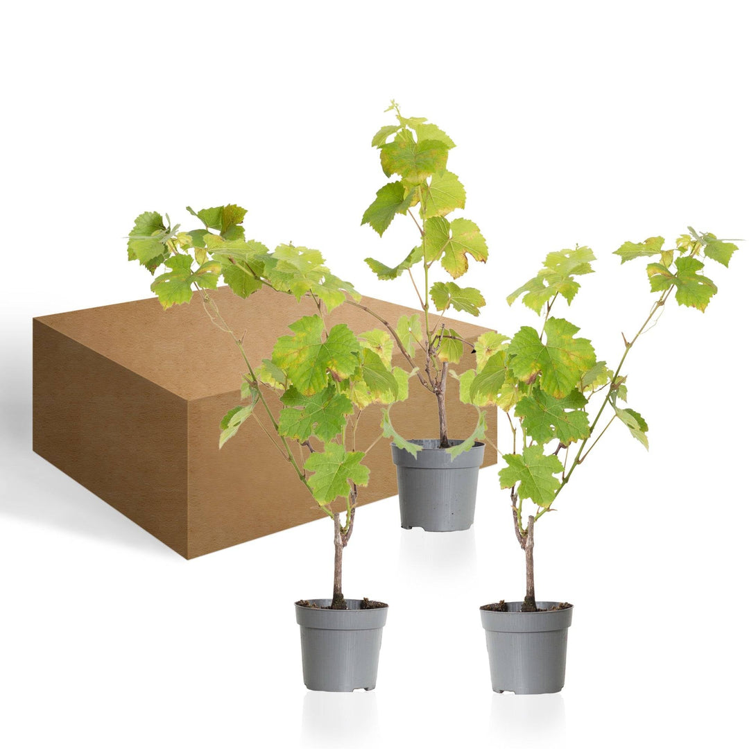 Wencke die Weinrebe Grün- 3 Pflanzen-Topfpflanzen-Botanicly